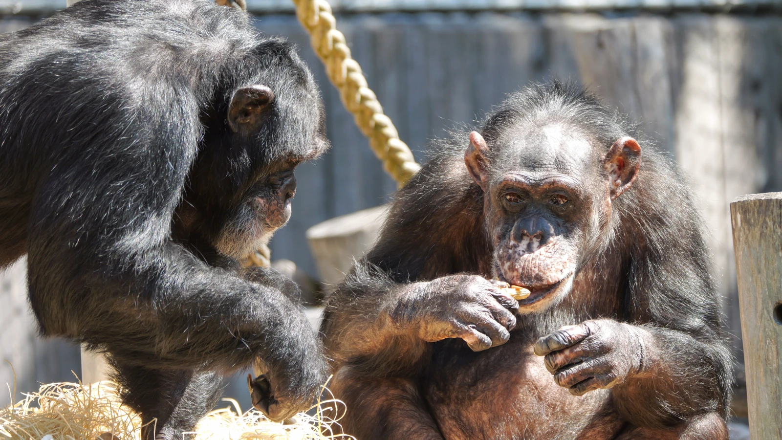 Krefeld Hayvanat Bahçesi Yeni Maymun Evini Açıyor, © ---/Zoo Krefeld/dpa Krefeld Hayvanat Bahçesi Yeni Maymun Evini Açıyor, © ---/Zoo Krefeld/dpa