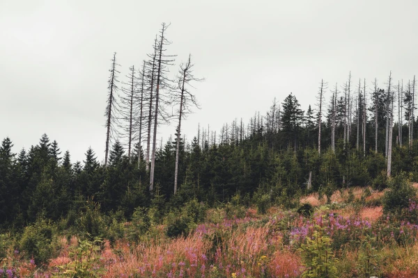 © Tim Diercks © Tim Diercks