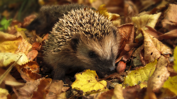 Der Igel ist das Tier des Jahres 2026, © Quelle: Pixabay