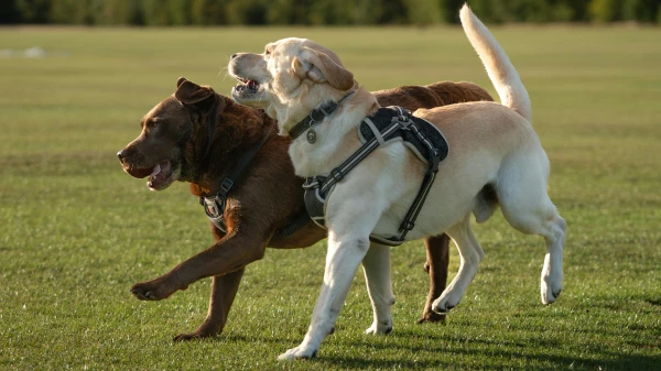 Den eigenen Hund verstehen lernen, © Ar kay Den eigenen Hund verstehen lernen, © Ar kay