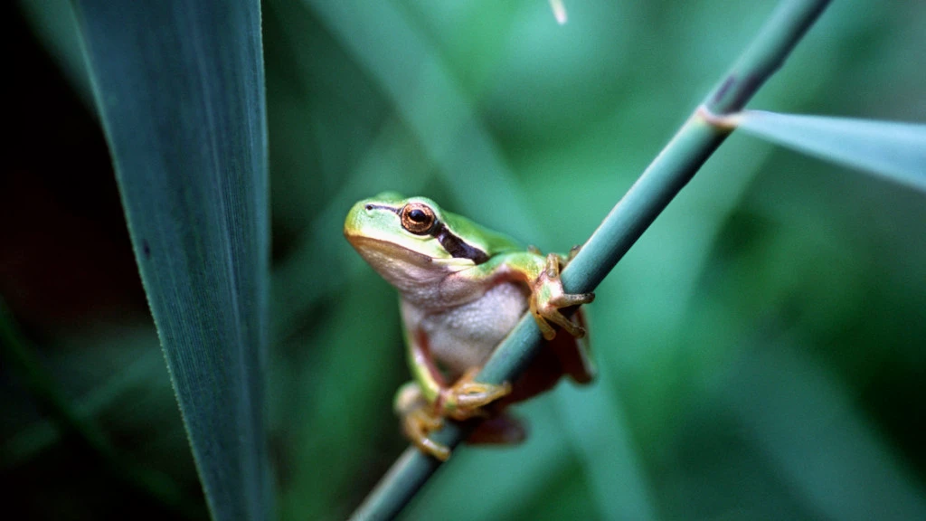 WWF zieht durchwachsene Bilanz, © Keystone/SDA WWF zieht durchwachsene Bilanz, © Keystone/SDA
