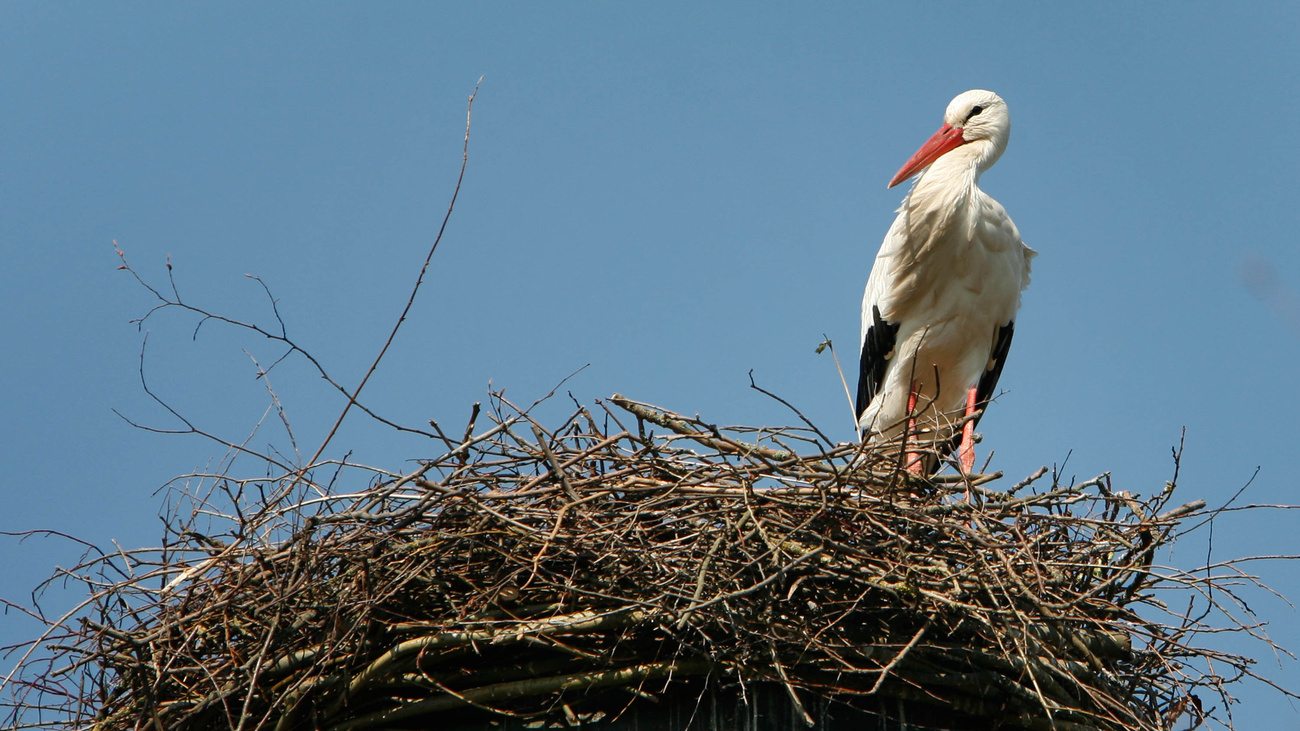 Storch Tiere Zürich Politik, © Keystone-SDA