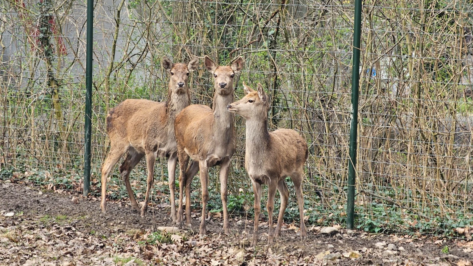 Frischer Wind im Tierpark Lange Erlen, © Radio Basilisk AG Frischer Wind im Tierpark Lange Erlen, © Radio Basilisk AG