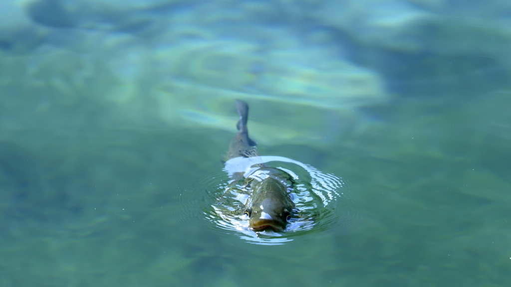 Wasser in Seen wird brauner, © Archivbild