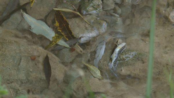 Fischsterben im Halbach in Oberhallau, © BRK-News