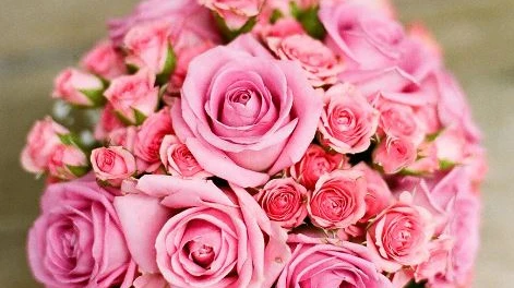 Rosen sind beliebtes Geschenk am Valentinstag, © Symbolbild Pixabay Rosen sind beliebtes Geschenk am Valentinstag, © Symbolbild Pixabay