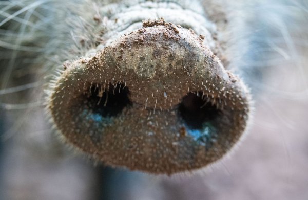 Waidmannsheil: Mit einer Prämie pro erlegtem Wildschwein für Jäger will das Umweltministerium den Bestand der Wildschweine verringern. (Symbolbild), © Lino Mirgeler/dpa