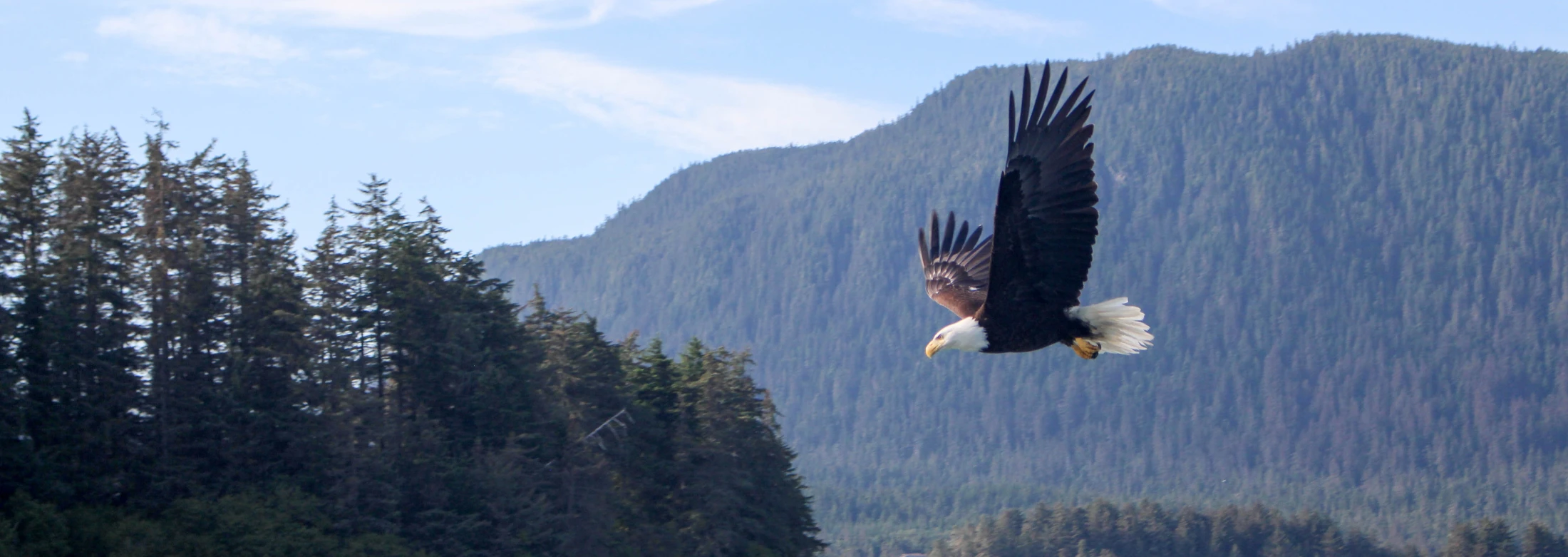 Adler fliegend, © Shutterstock Adler fliegend, © Shutterstock