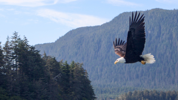 Adler fliegend, © Shutterstock