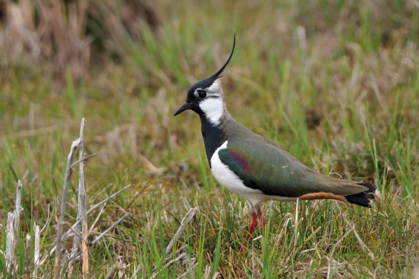© BirdLife-Naturzentrum Neeracherried