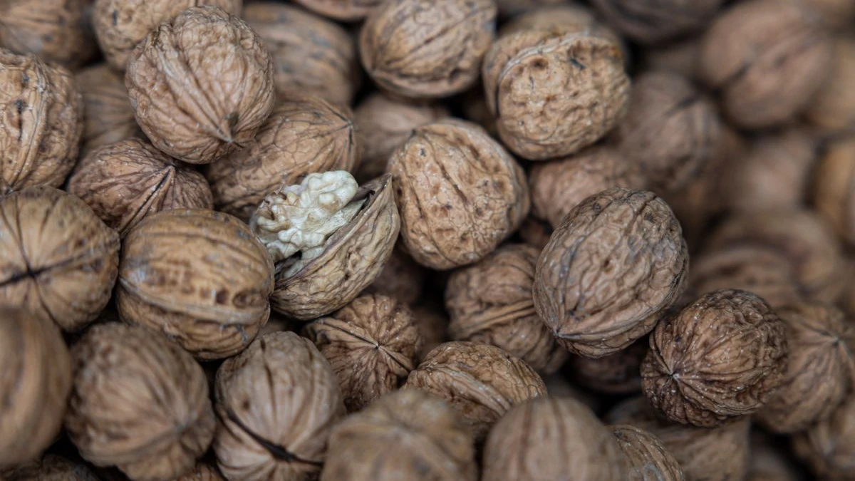Her Gün Bir Avuç Ceviz: Vücuda Şaşırtıcı Faydalar Sağlıyor!, © Hannes P Albert/dpa Her Gün Bir Avuç Ceviz: Vücuda Şaşırtıcı Faydalar Sağlıyor!, © Hannes P Albert/dpa