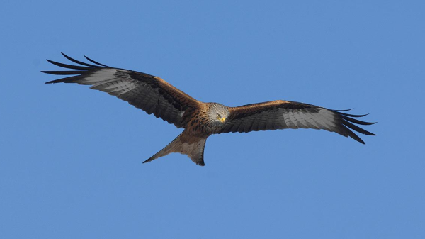 Projektgemeinschaft Chroobach Windenergie nimmt steigende Rotmilan zur Kenntnis, © Birdlife Schweiz