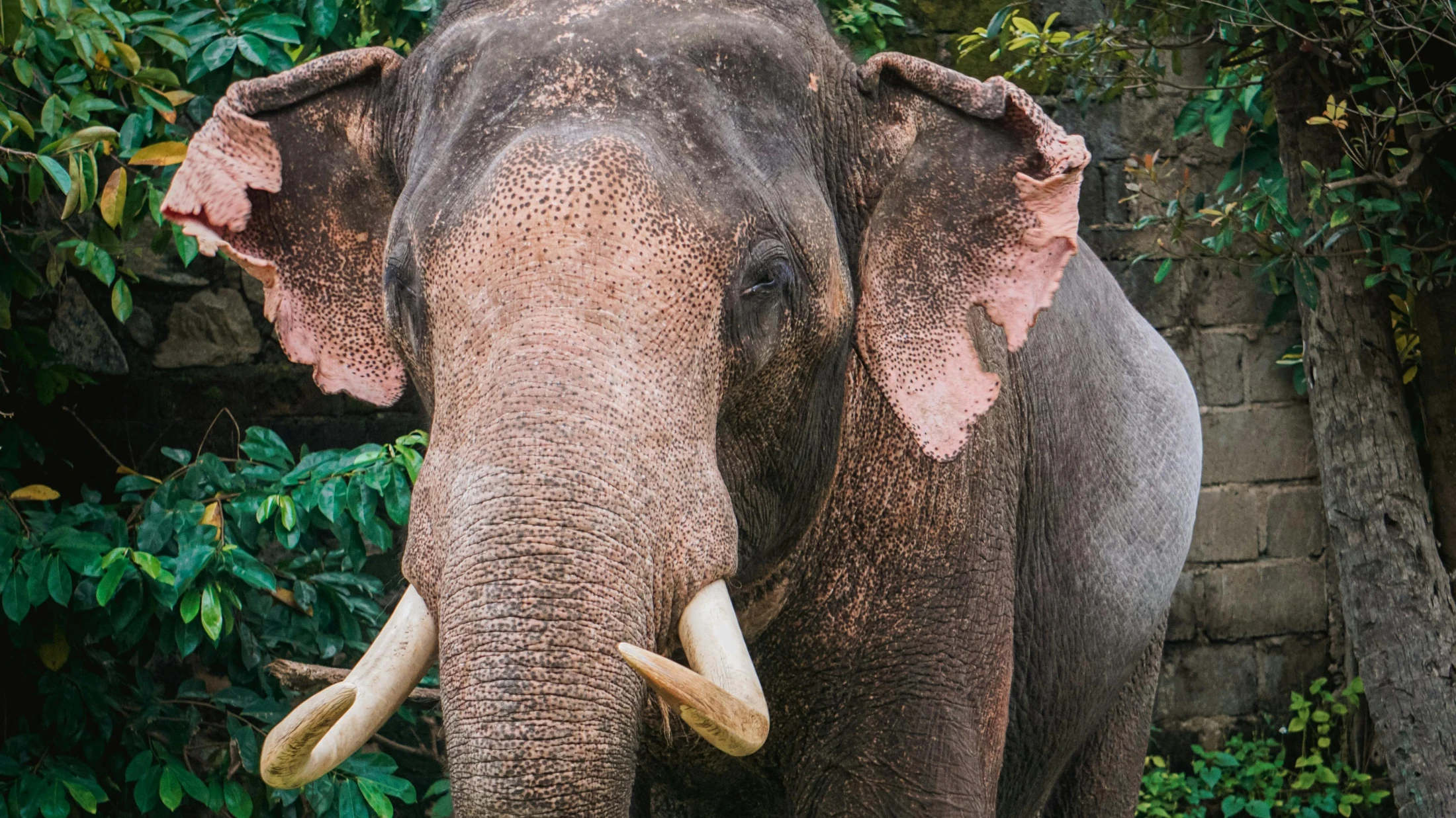 © Gihan Sandeep © Gihan Sandeep