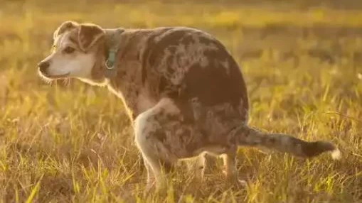 Wo ist der «Hundskaigel»?, © www.swissnatural.ch Wo ist der «Hundskaigel»?, © www.swissnatural.ch