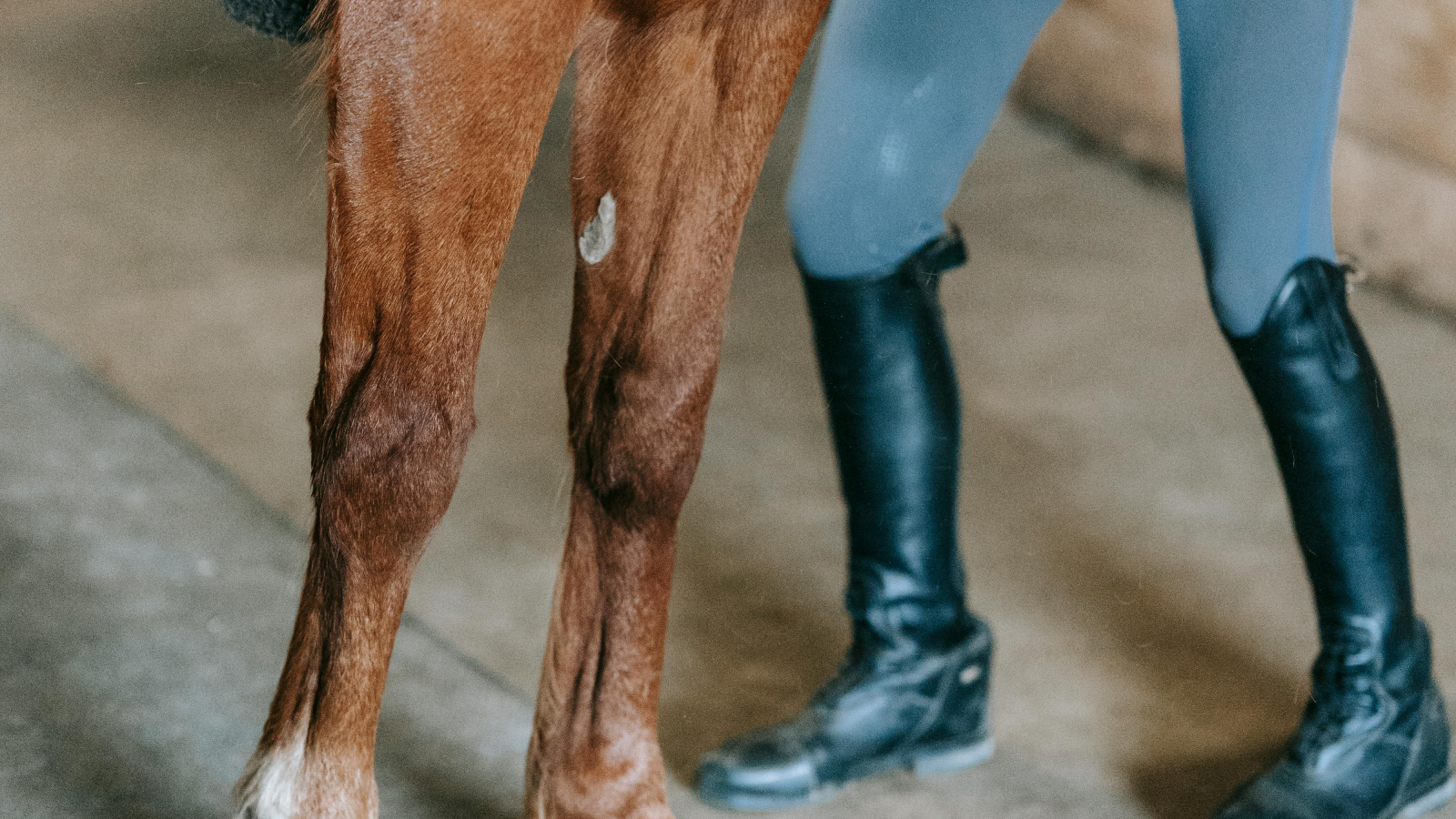 Tierarzt: Narkose mit dem Blasrohr, © Barbara Olsen