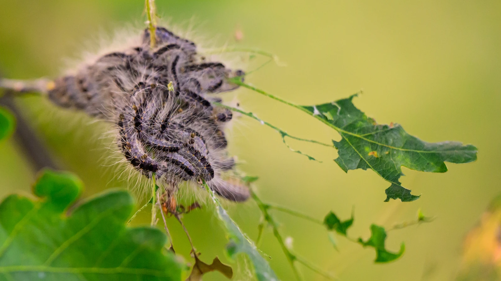 Berlin’de Zehirli Tırtıl Alarmı: Meşe Ağaçlarına Dikkat!, © Philipp Schulze/dpa Berlin’de Zehirli Tırtıl Alarmı: Meşe Ağaçlarına Dikkat!, © Philipp Schulze/dpa