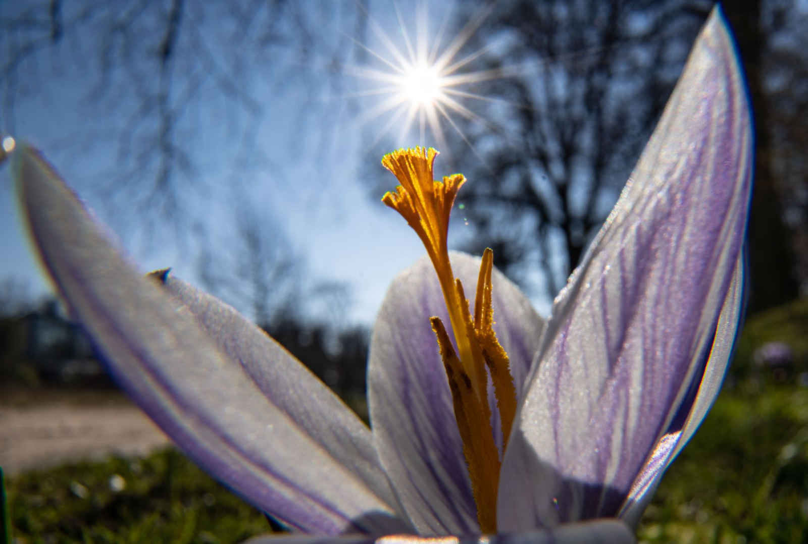 Die Sonne scheint vom blauen Himmel hinter der geöffneten Blüte eines Krokus.