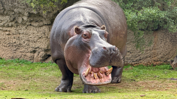 Nilpferde können schneller, als man denkt, © Jools Magools