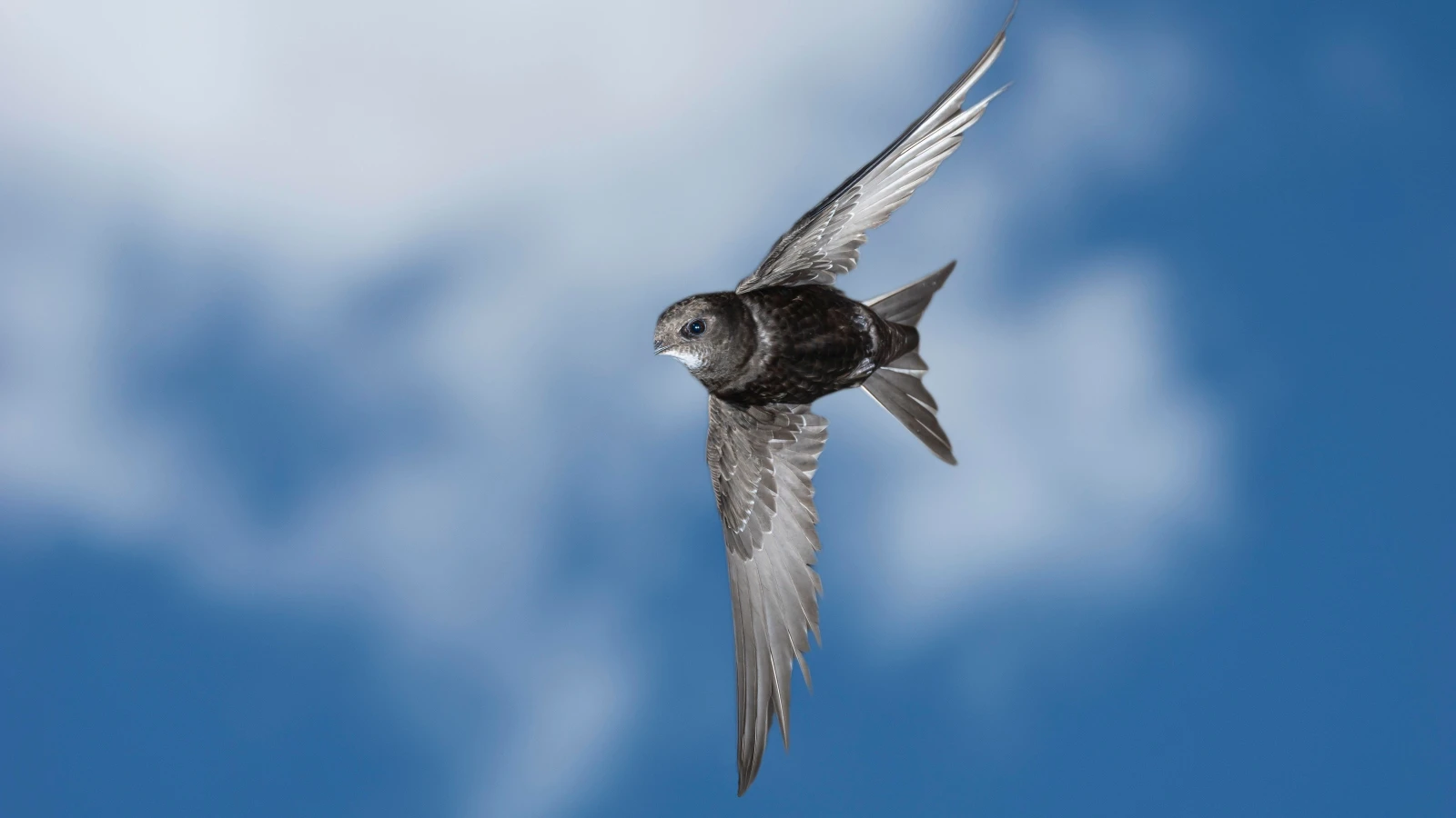 Zugvögel starten wieder in den Süden, © picture alliance / imageBROKER Zugvögel starten wieder in den Süden, © picture alliance / imageBROKER