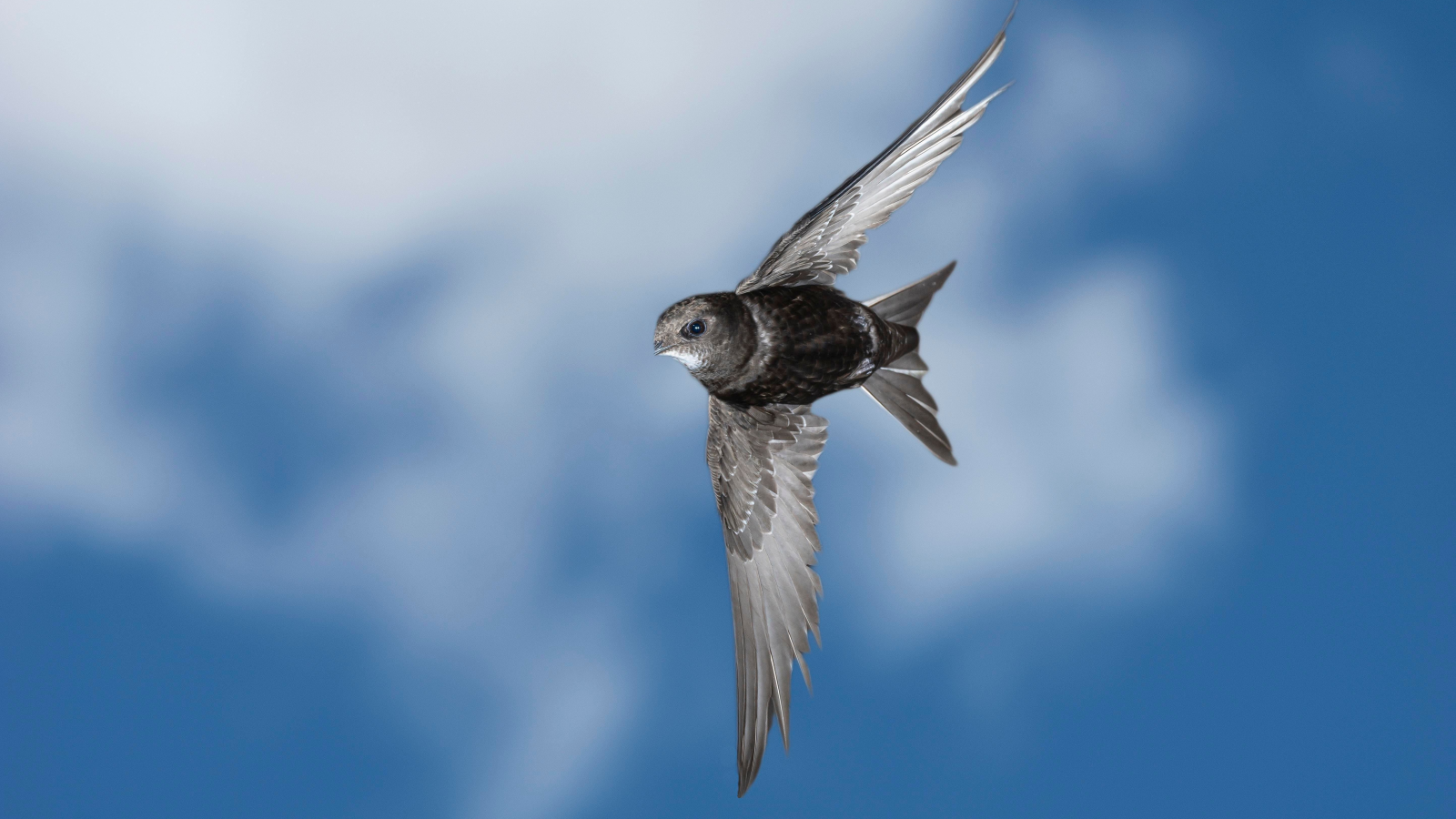 Zugvögel starten wieder in den Süden, © picture alliance / imageBROKER