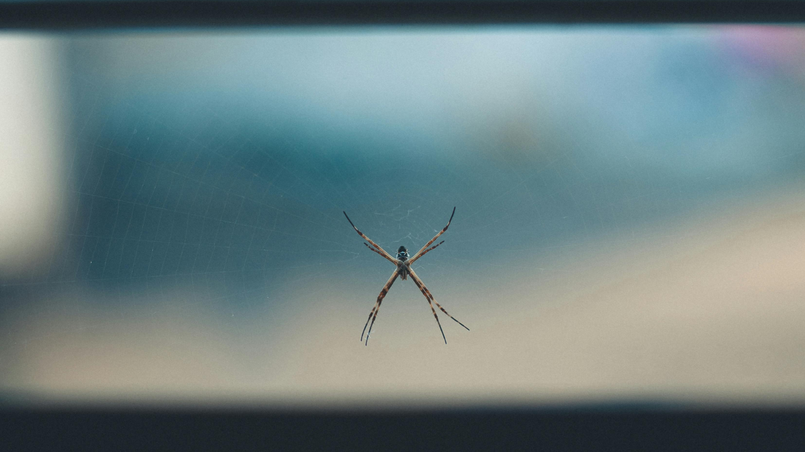 Spinne Wohnung Haus Herbst Phobie, © Erianderson de Chaves