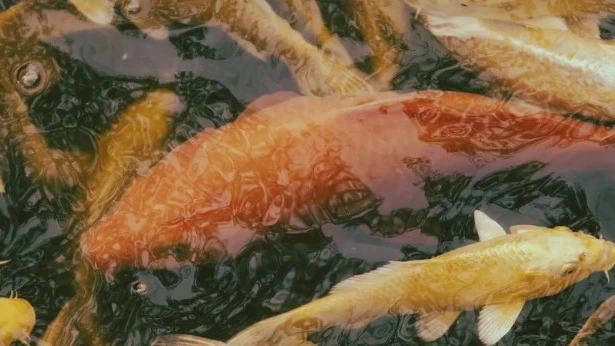 Tote Fische im Dorfbach in Goldach, © Symbolbild Pixabay Tote Fische im Dorfbach in Goldach, © Symbolbild Pixabay