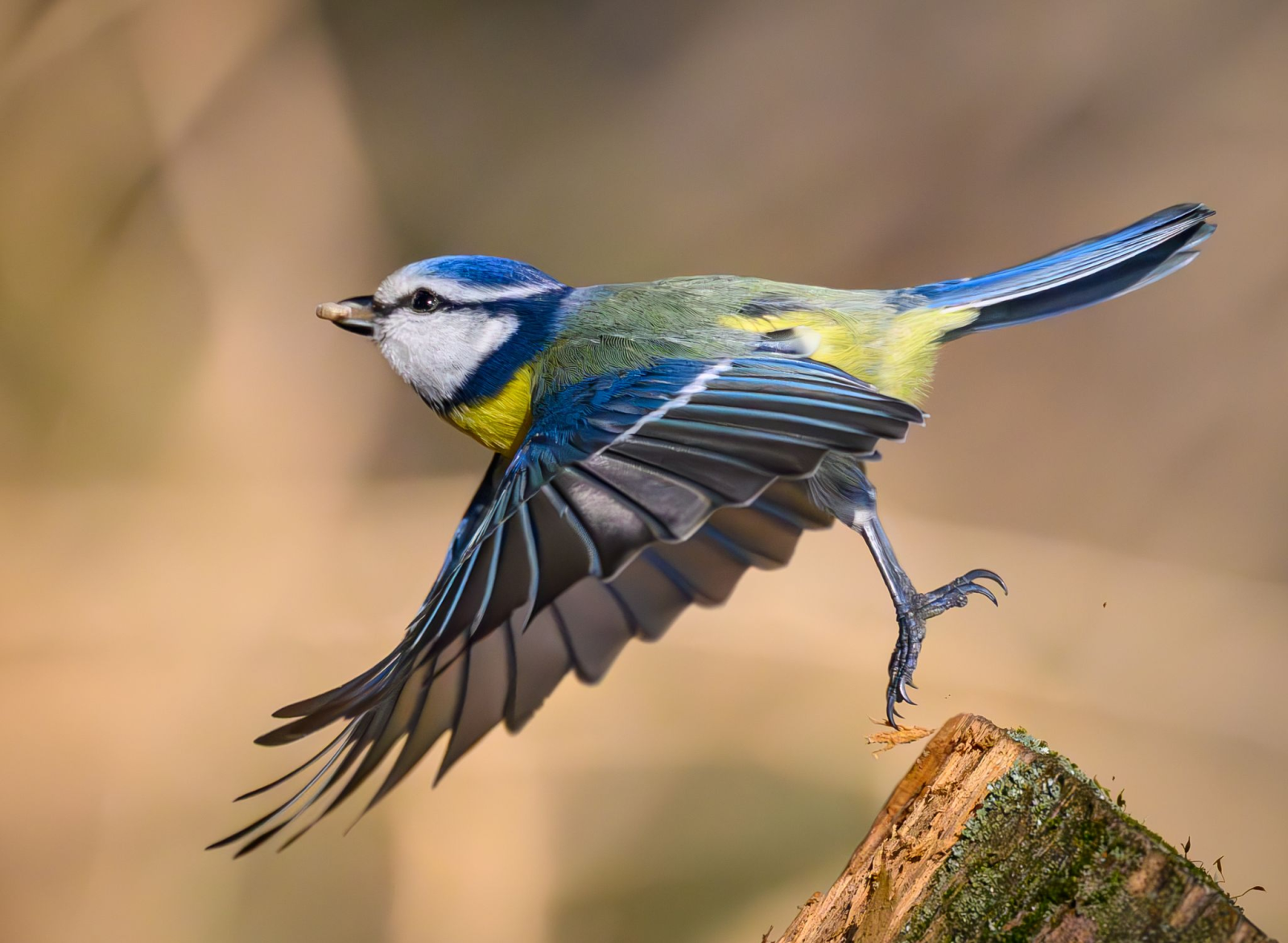 Die Blaumeise gehört zu den Vogelarten, die die Thüringer Teilnehmenden am häufigsten bei der Vogelzähl-Aktion des Nabu gesichtet haben. (Archivbild) , © Patrick Pleul/dpa