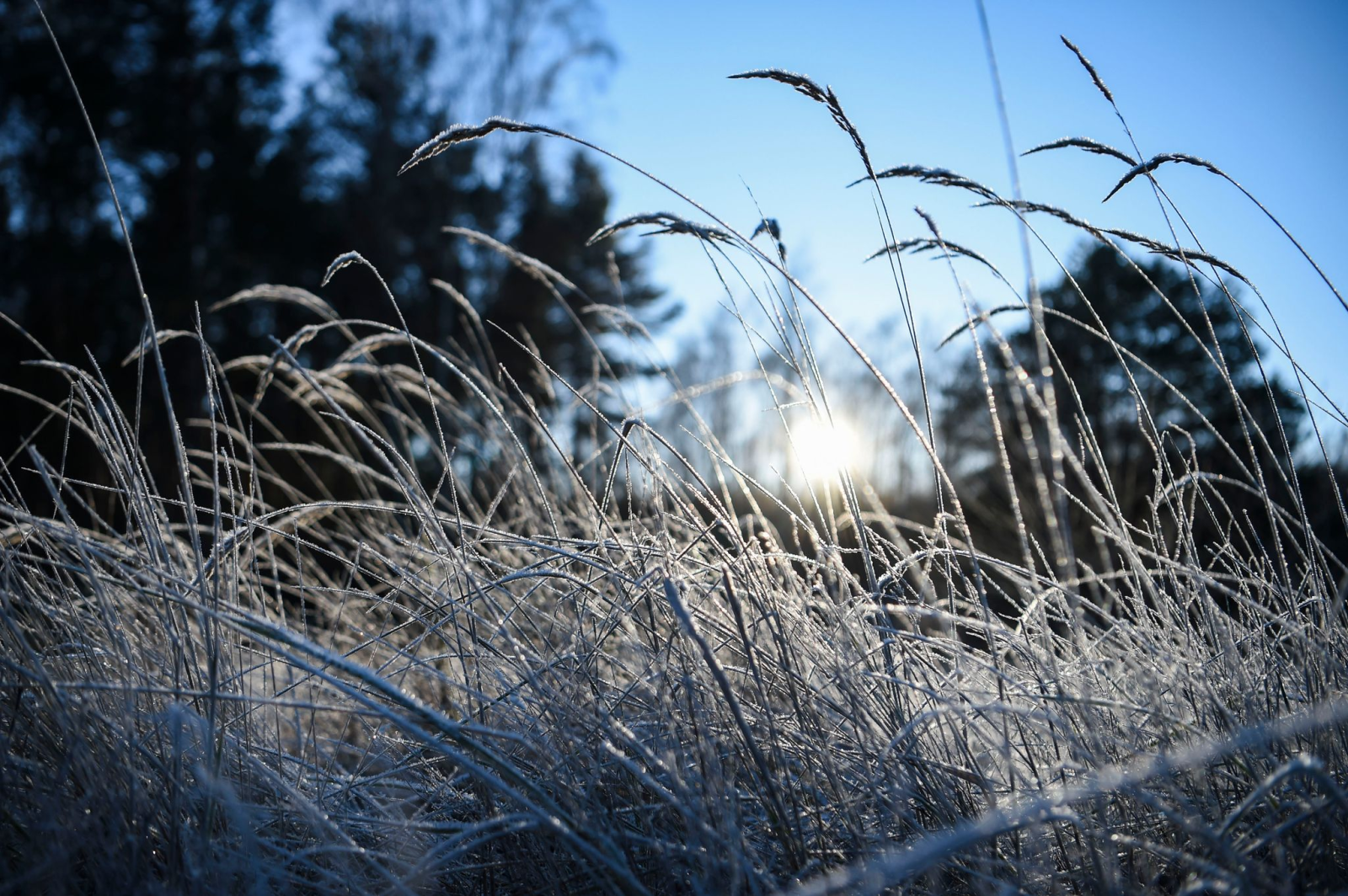 In Brandenburg sollen die Temperaturen in Bodennähe auf bis zu -9 Grad fallen. (Archivbild), © Kira Hofmann/dpa