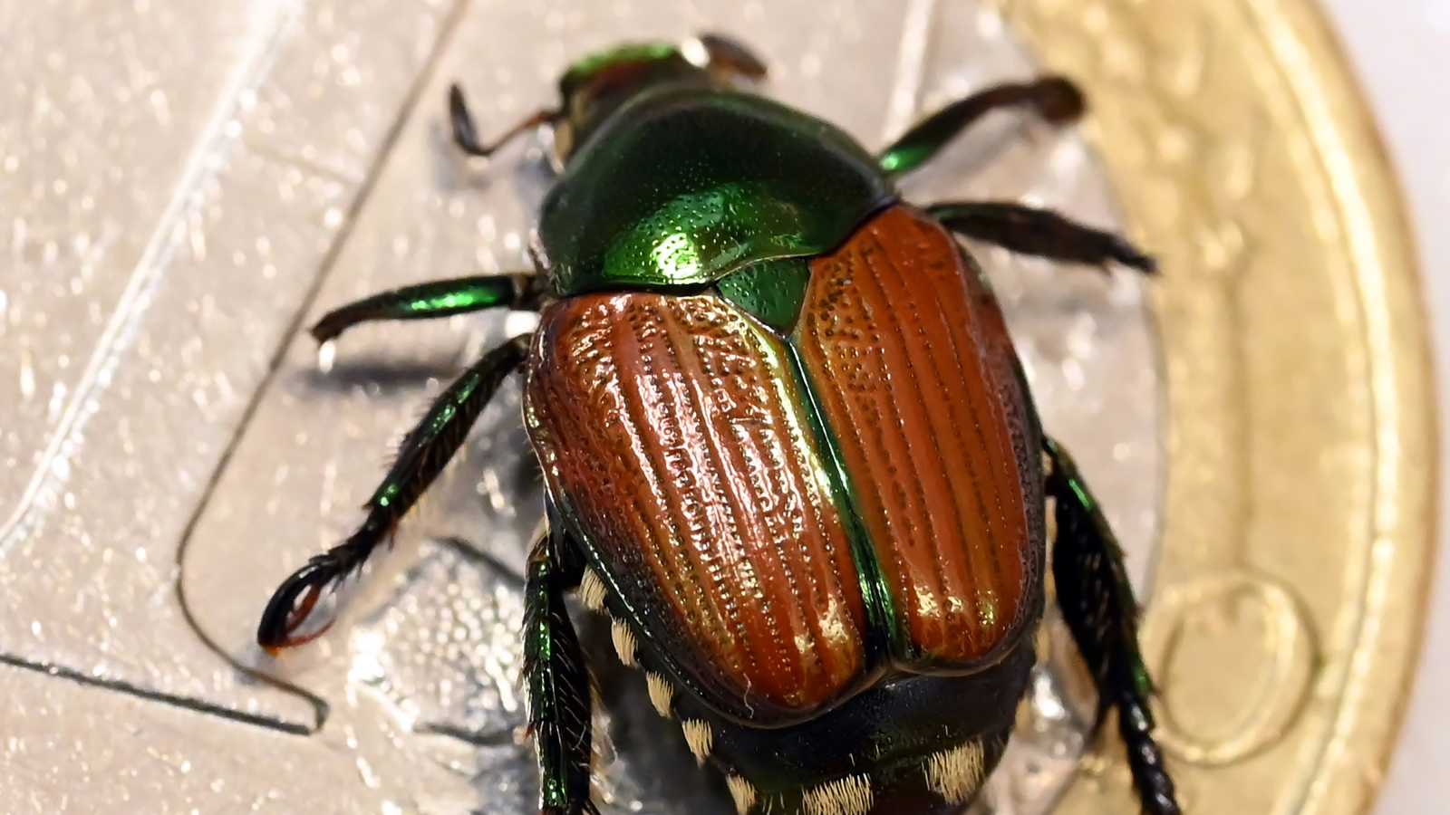 Schweiz fürchtet Ausbreitung des Japankäfers, © Keystone-SDA