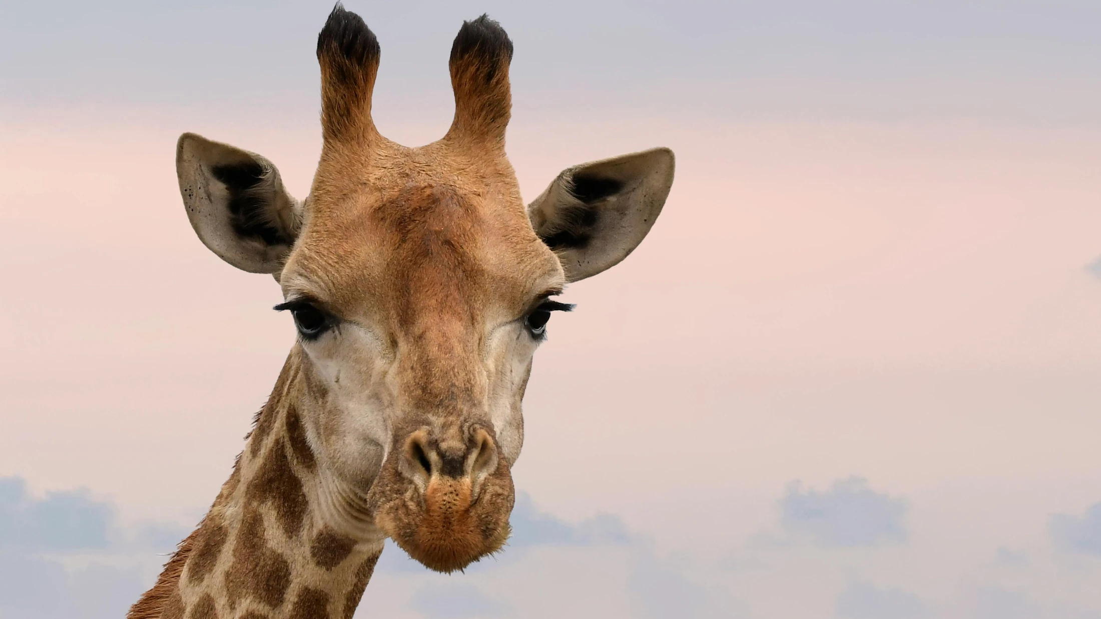 © Frans van Heerden © Frans van Heerden