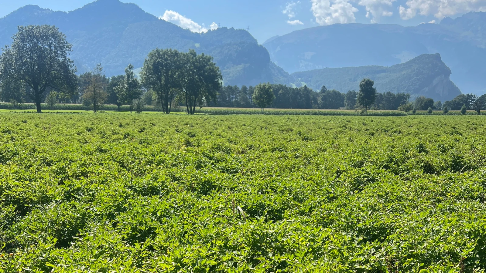 Ernteausfälle bei Kartoffeln erhält eine neue Dimension, © Radio Liechtenstein Ernteausfälle bei Kartoffeln erhält eine neue Dimension, © Radio Liechtenstein