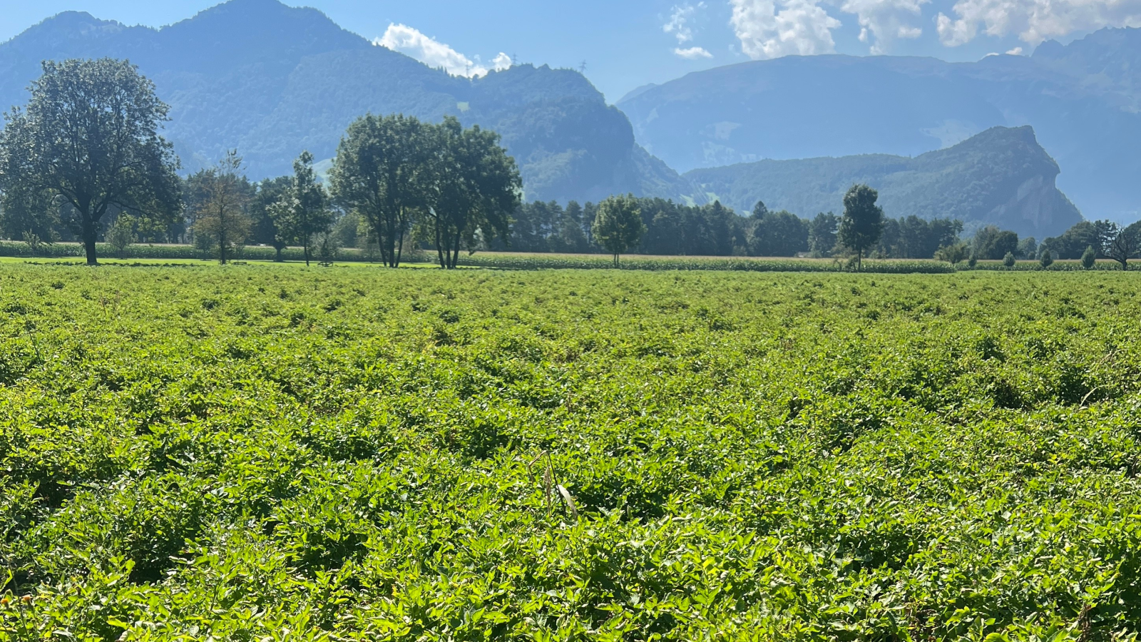 Ernteausfälle bei Kartoffeln erhält eine neue Dimension, © Radio Liechtenstein
