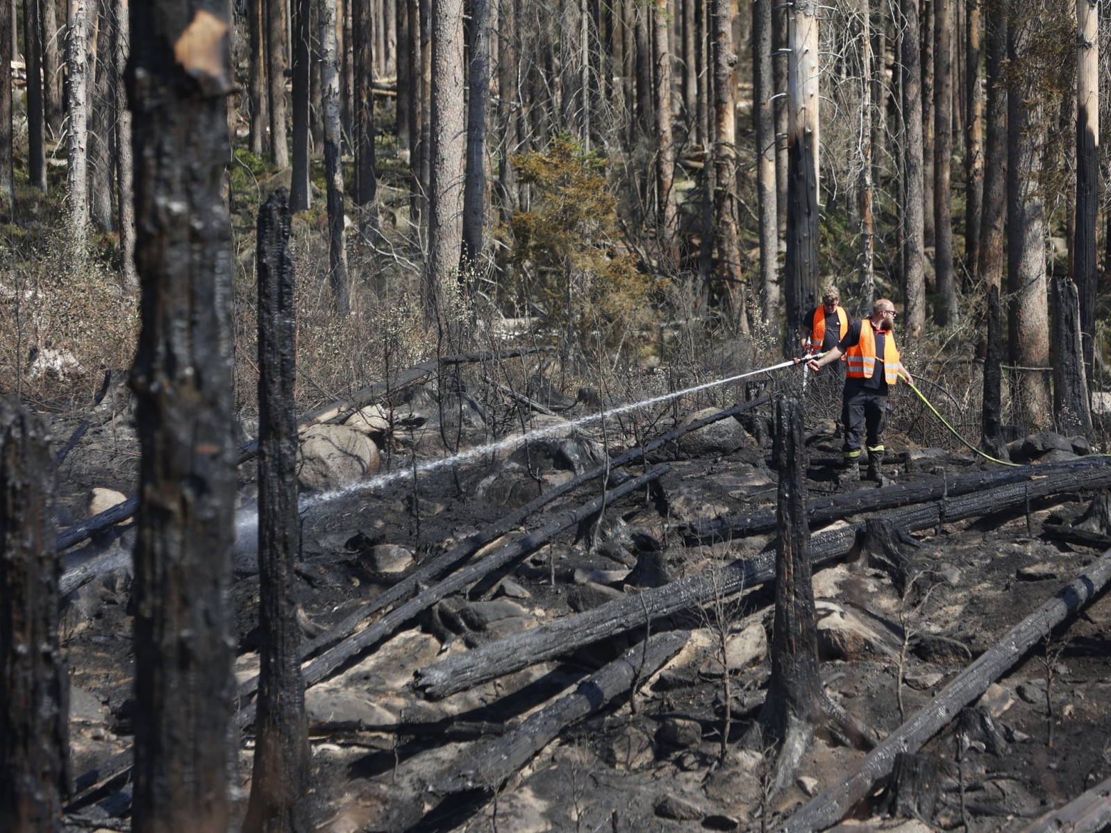 Verbranntes Holz liegt in den Wäldern des Einsatzgebietes.