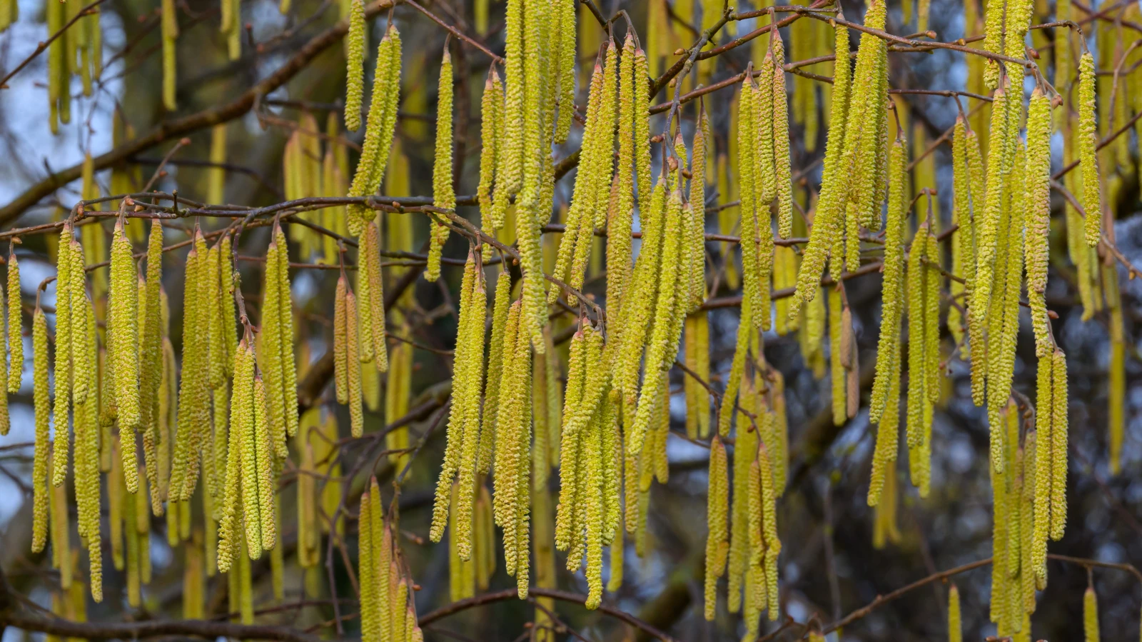 Saman Alerjisi Mevsimi: Uzmandan Alerjiyle Mücadele Tüyoları!, © dpa Saman Alerjisi Mevsimi: Uzmandan Alerjiyle Mücadele Tüyoları!, © dpa