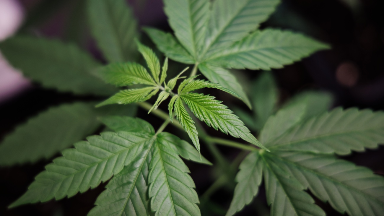 Zürich verkauft Cannabis, © Keystone-SDA