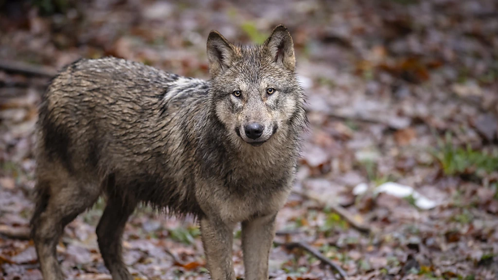Wolfswilderei und Bärenkot in Graubünden, © Keystone / SDA / Symbolbild Wolfswilderei und Bärenkot in Graubünden, © Keystone / SDA / Symbolbild