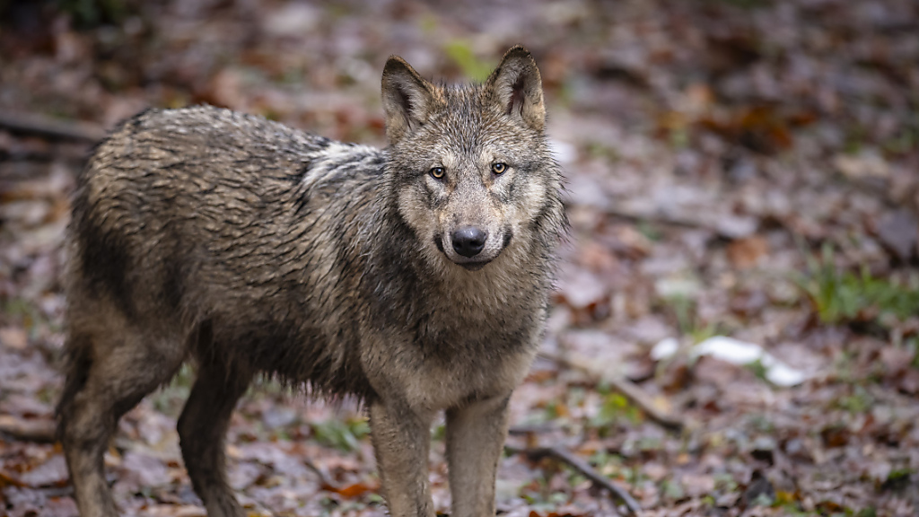 Wolfswilderei und Bärenkot in Graubünden, © Keystone / SDA / Symbolbild