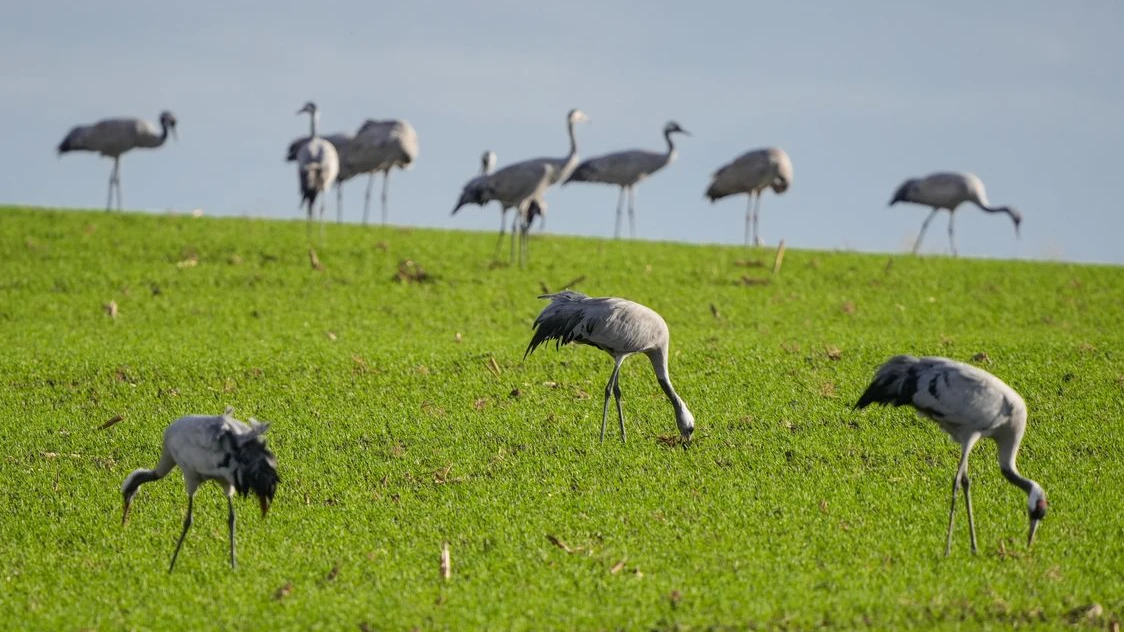 Wesel Bölgesinde Kuş Gribi Alarmı!, © dpa Wesel Bölgesinde Kuş Gribi Alarmı!, © dpa