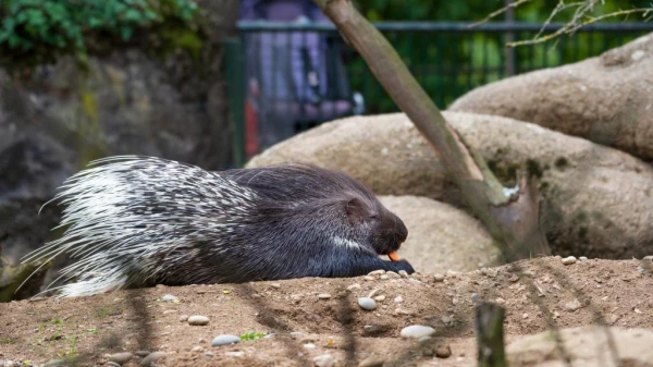 Stachelschweine und ihre messerscharfen Stacheln, © Zoo Basel Stachelschweine und ihre messerscharfen Stacheln, © Zoo Basel