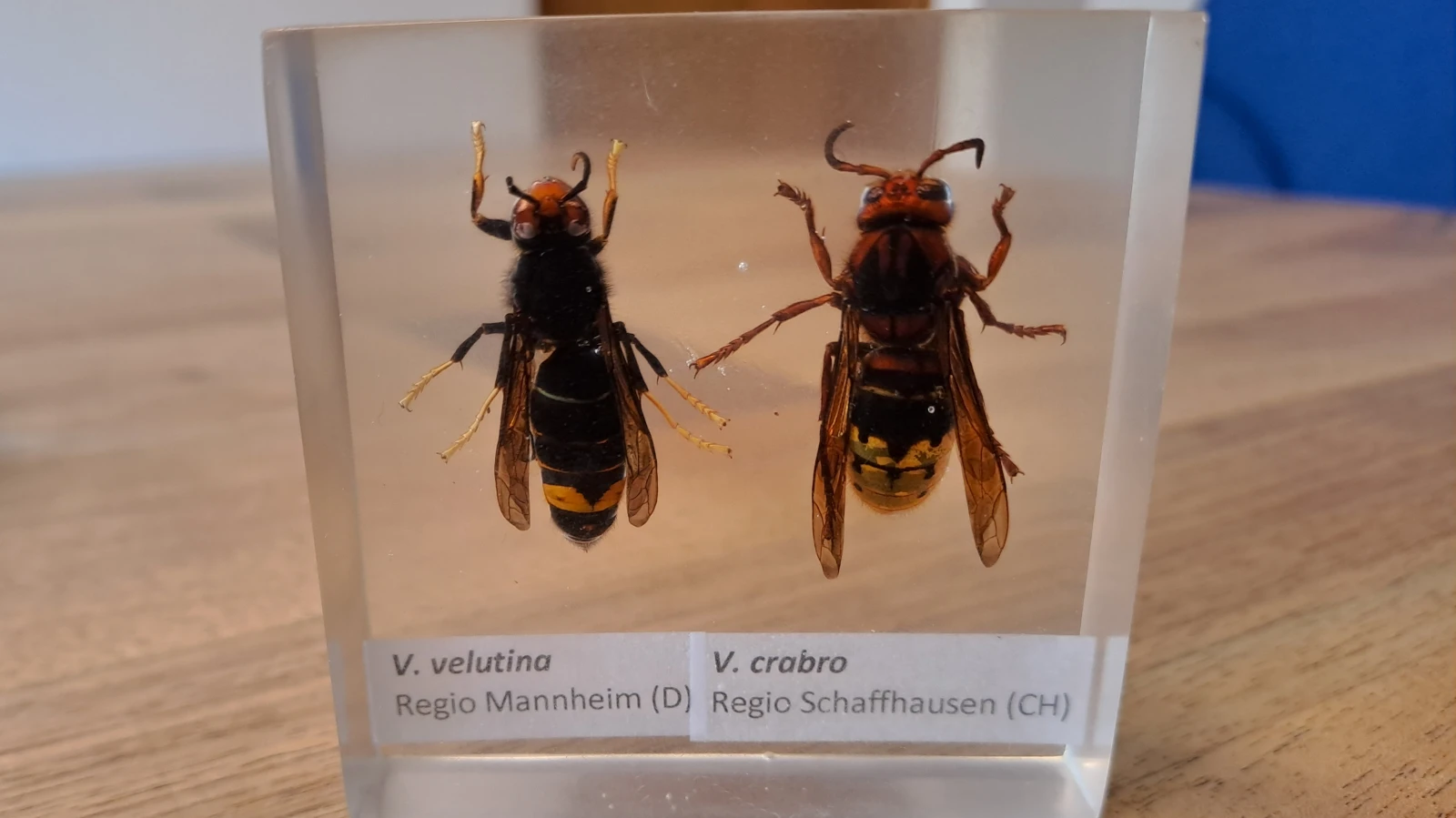 Asiatische Hornisse im Kanton St. Gallen angekommen, © ZVG Amt für Umwelt Asiatische Hornisse im Kanton St. Gallen angekommen, © ZVG Amt für Umwelt