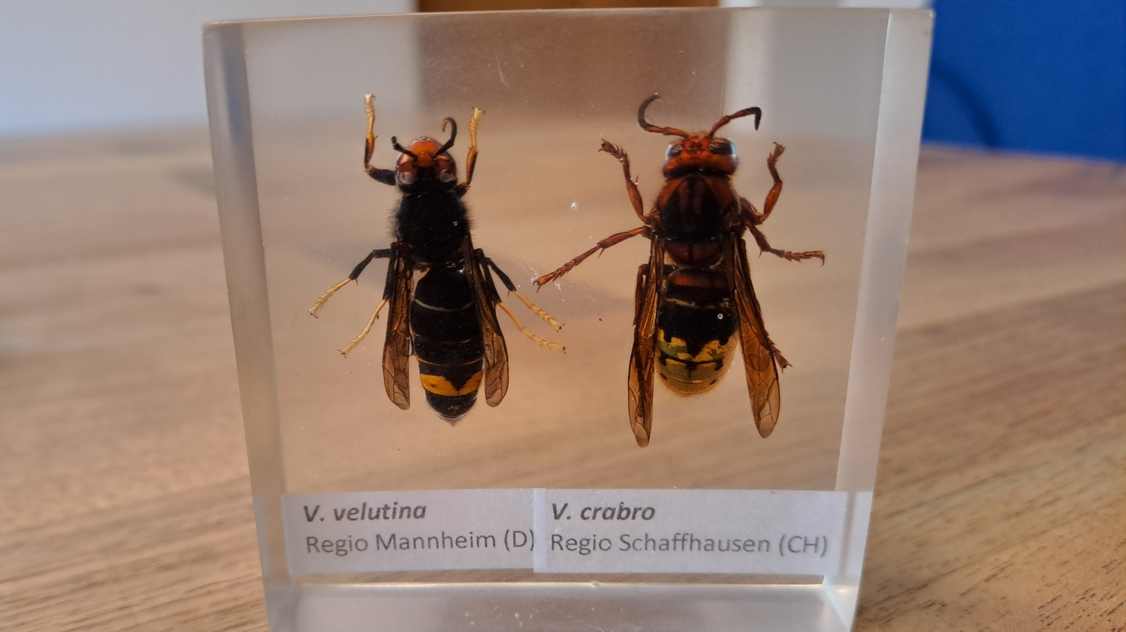 Asiatische Hornisse im Kanton St. Gallen angekommen, © ZVG Amt für Umwelt