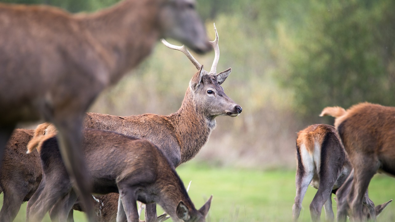Noch keine Lösung für Wildtierpassage , © amaurydeterwangne ​​/ Pixabay