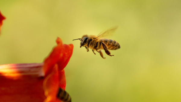 Betrunkene Bienen? Das steckt dahinter, © İbrahim Erkan Bayram | iebarts