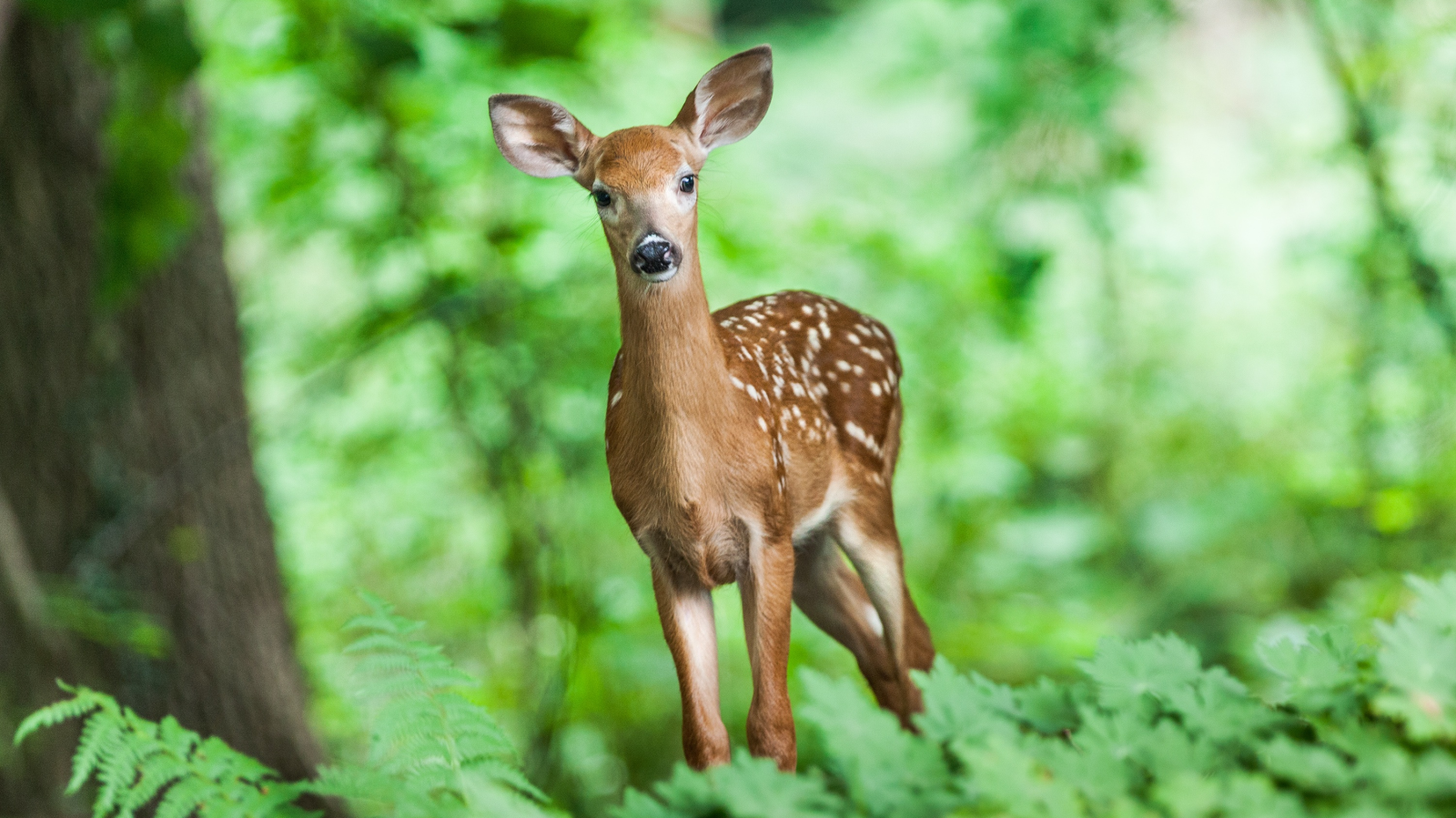 Wald-Verjüngung wegen zu viel Wild in Gefahr, © pxhere.com / Symbolbild