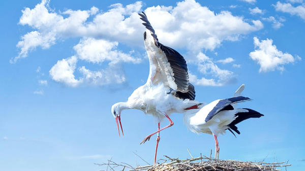 Thüringer Storchencams - bald Kükenschlüpfen in Heldrungen, © Pixabay
