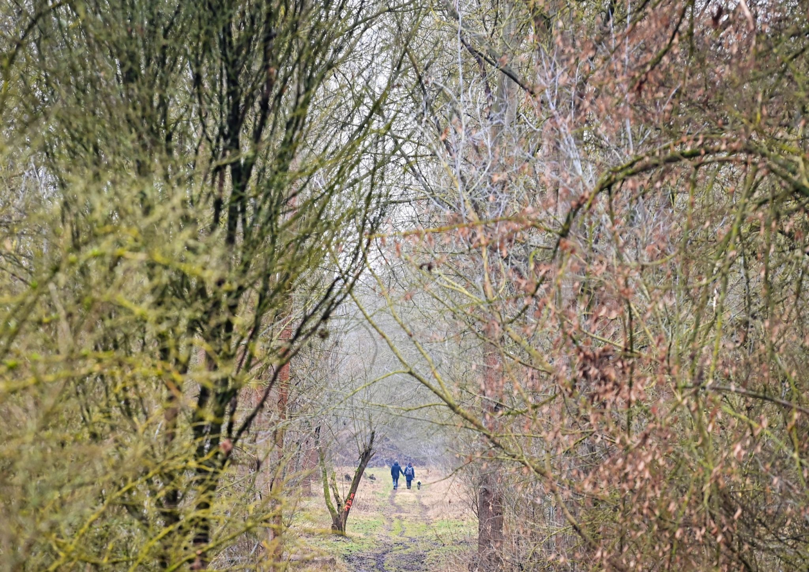 Spaziergänger mit Hund gehen bei trübem Wetter auf einem Weg im Wald spazieren.