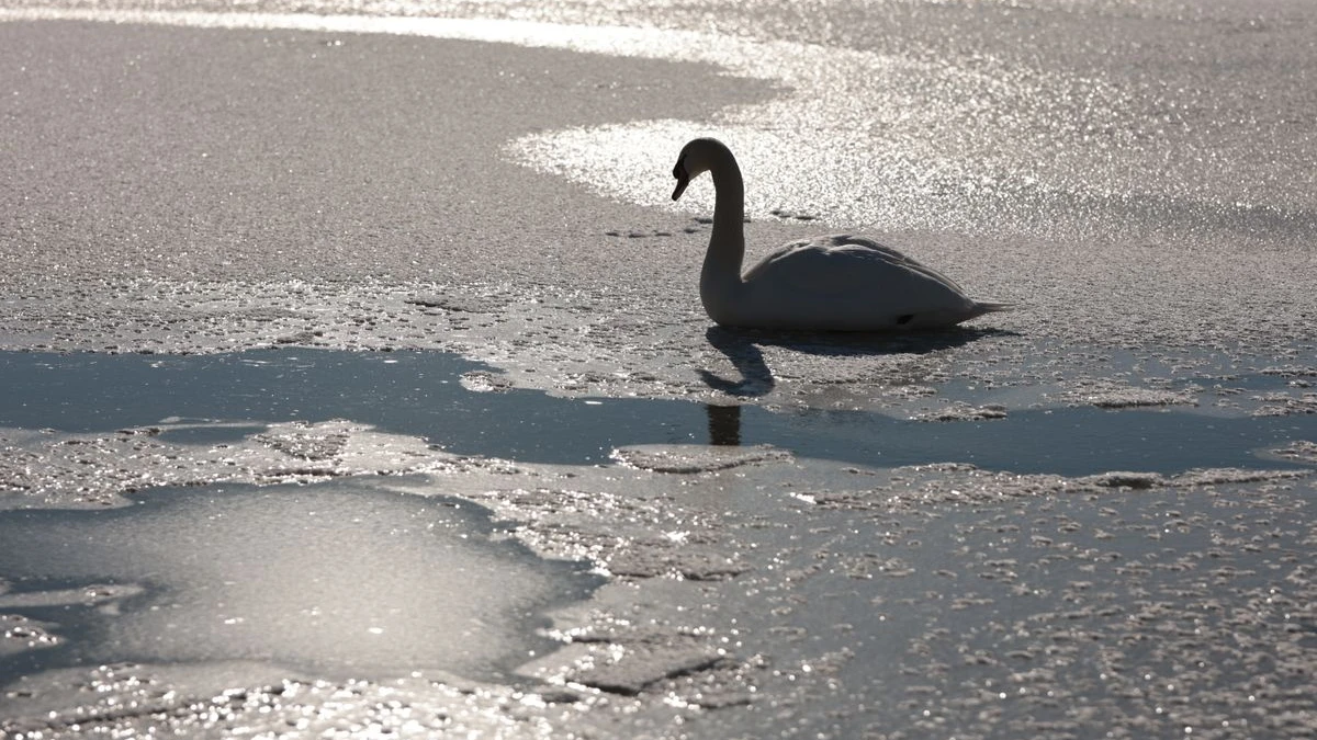 Berlin’de buzda mahsur kalan kuğu kurtarıldı: Uzman uyardı!, © Matthias Bein/dpa Berlin’de buzda mahsur kalan kuğu kurtarıldı: Uzman uyardı!, © Matthias Bein/dpa