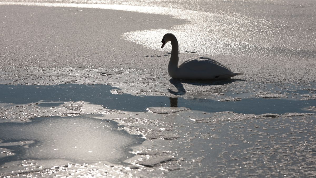 Berlin’de buzda mahsur kalan kuğu kurtarıldı: Uzman uyardı!, © Matthias Bein/dpa