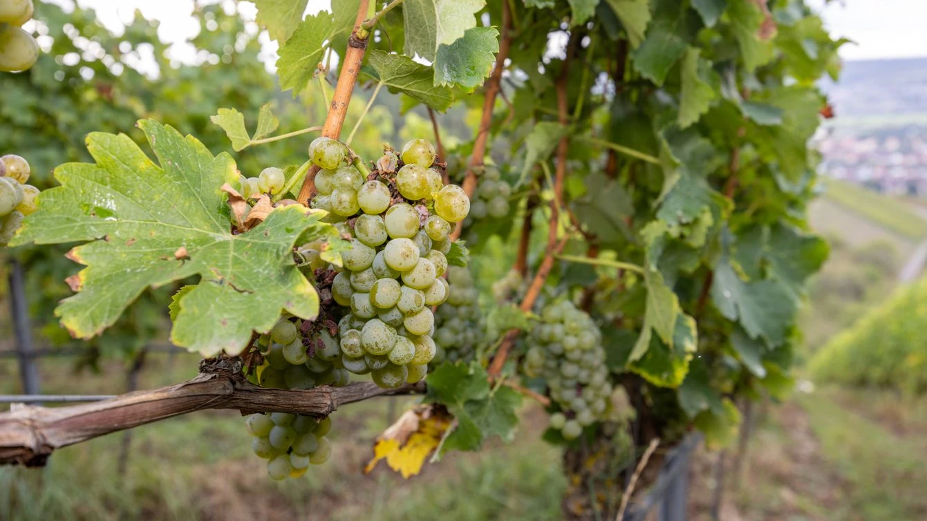 Rheinhessen’de Dolu Felaketi: Üzüm Bağları Yerle Bir Oldu, © Julien Becker/dpa Rheinhessen’de Dolu Felaketi: Üzüm Bağları Yerle Bir Oldu, © Julien Becker/dpa
