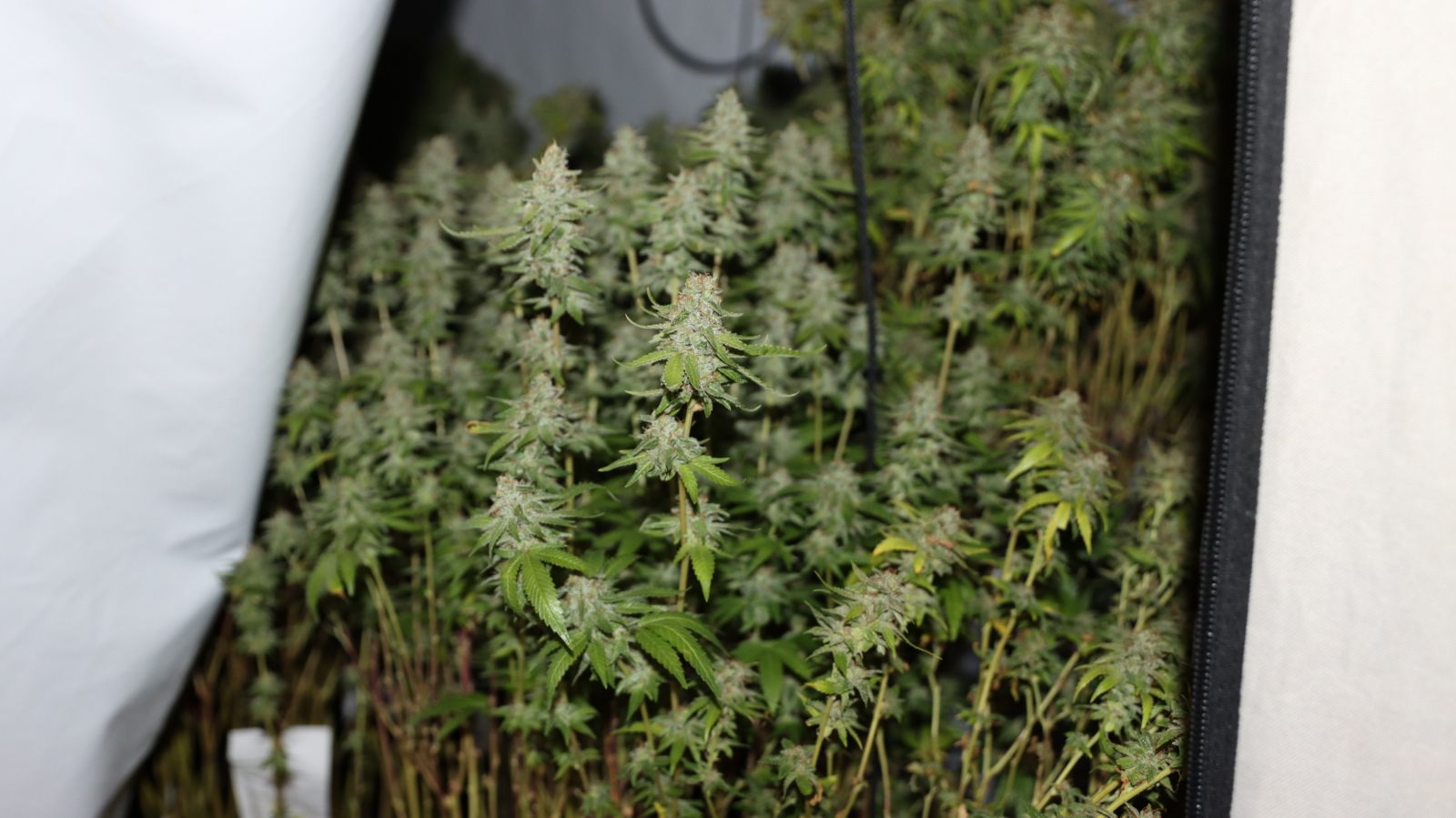 BER Havalimanında Uyuşturucu Operasyonu: 16 Kilo Esrar Ele Geçirildi!, © -/ZFA Frankfurt am Main/dpa -